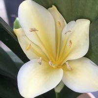 ハナニラ,クンシラン,ツルニチニチソウ,ビオラ,ヒトツバの画像