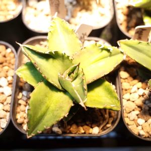 アガベ チタノタ 夕映厳竜,多肉植物,観葉植物,グリーンインテリア,成長記録の画像