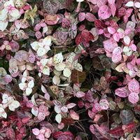 ノイバラ,ハツユキカズラ,マンリョウ,ソシンロウバイ,シナマンサクの画像