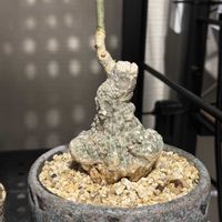 パキポディウム・グラキリス,ステファニア・スベローサ,キフォステンマ・ベティフォルメ,塊根植物,キフォステンマの画像