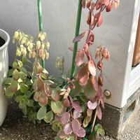 ストック,胡蝶の舞,胡蝶の舞,ビッグベリー,ユーフォルビア フロステッド フレームの画像