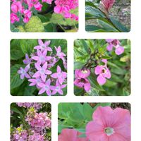 ペチュニア,ペンタス,ピンクレンジャー,木曜日は桃色の画像