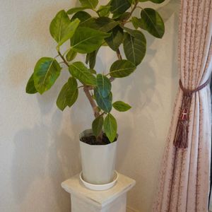 フィカス アルテシーマ,観葉植物,植木鉢,マクロ撮影,緑のある暮らしの画像