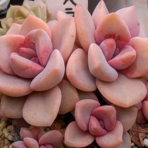 多肉植物,葉挿し,リメ缶,多肉寄せ植え,リメ鉢の画像