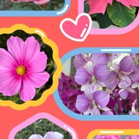 コスモス,シクラメン,シャクヤク,デンドロビウム,ポインセチアの画像