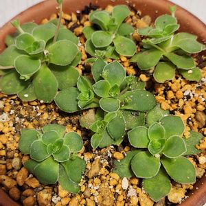 オルビキュラリス,オルビキュラリス,二階の出窓で越冬中,多肉の植え替え,可愛い❤の画像