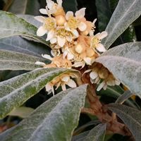 ビワ,枇杷,常緑小高木,バラ科ビワ属,雌雄同株·同花の画像