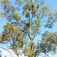 クスノキ,公園,樹木,俳句,AI俳句の画像