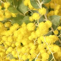 ミモザ,パールアカシア,切り花,花瓶,花のある暮らしの画像