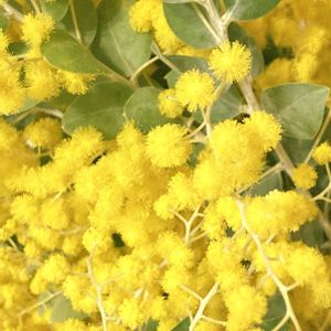 ミモザ,パールアカシア,切り花,花瓶,花のある暮らしの画像