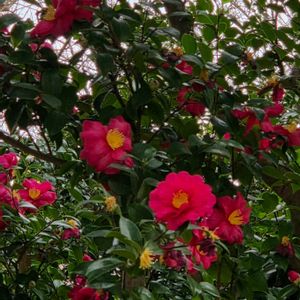 ヤブツバキ,盆栽,真っ赤な花,木曜モフモフ,近所の花友さん宅の画像