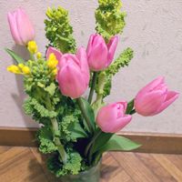 チューリップ,フリージア,菜の花,切り花を楽しむ,可愛いお花達の画像