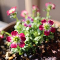 アセビ,クモマグサ,クモマグサ,クモマグサ,宿根すみれ 紫式部の画像