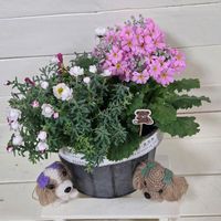 花かんざし,プリムラマラコイデス,国宝姫路城,手作り,繋がりに感謝✨の画像