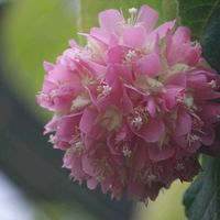 ムシトリスミレ,ムシトリスミレ,ドンベヤ·ワリッキー,ドンベヤ·ワリッキー,温室の花の画像