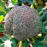 花かんざし,花かんざし,山茶花,山茶花,ブロッコリーの画像