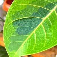 ガザニア,ヒイラギナンテン,リナリア,ロウバイ,フィカス・アルテシマの画像