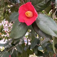 藪椿,コマツグミ,ドライフラワーになる,フクロウの日,木曜日は木の花の画像