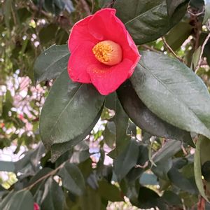 藪椿,コマツグミ,ドライフラワーになる,フクロウの日,木曜日は木の花の画像