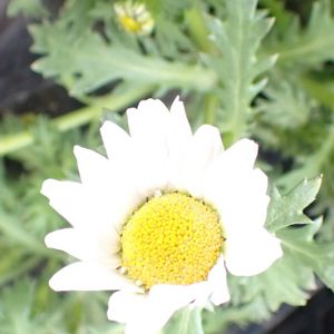 カンシロギク,鉢植え,軒下の画像