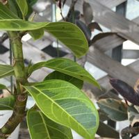 ガジュマル,ゴムの木,フィカス・アルテシマ,フィカス ルビー,フィカス ベンガレンシスの画像