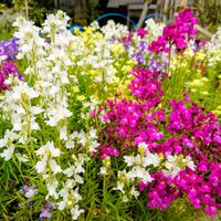 ヒメキンギョソウ,ヒメキンギョソウ,ヒメキンギョソウの画像