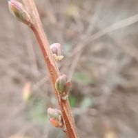 ユキヤナギ,アリドオシ,冬芽葉痕クイズだよ！,冬芽葉痕クイズだよ！,落葉低木の画像