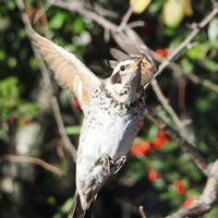 ピラカンサ,山野草,野鳥,ピラカンサの実,ツグミの画像