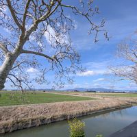 ハクモクレン,からし菜,水のある風景,雲仲間,多様性を愛する会の画像