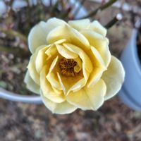 ユリオプスデージー,葉牡丹,八重咲きストック,ミニ薔薇♡,花のある暮らしの画像