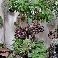 エアープランツ,ミルクブッシュ,黒法師,レモネード,シンゴニウム ピンクの画像