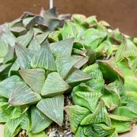 ハオルチア,放置,吊り鉢,庭の画像