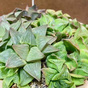 ハオルチア,放置,吊り鉢,庭の画像