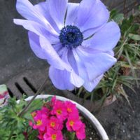 アネモネ,ヤブコウジ,コウヤマキ,寄り道散歩の画像