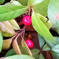 ヤブコウジの画像