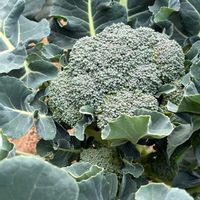 ブロッコリー,私のお庭,千葉県北西部,小さな庭,家庭菜園の画像