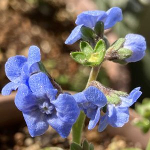 #ガーデニング,青い花マニア,エクステリアの画像