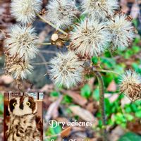 ツワブキ,フヨウ,ホトケノザ,コウヤボウキ,散歩道の画像