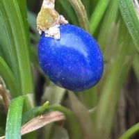 ジャノヒゲ(リュウノヒゲ),散歩,山野草,青い実,畑の画像