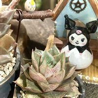 大和錦,ひょうたん,マンバ,幸せを呼ぶフクロウ祭り,フクロウ祭の画像