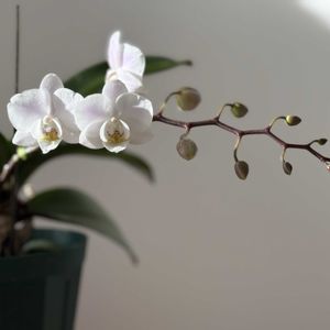 胡蝶蘭,ミディ胡蝶蘭,胡蝶蘭 ホワイトマジック,リビングの画像