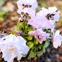 ユリオプスデージー,ビオラ,花のある暮らし,冬の庭,自家採種の画像