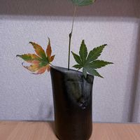 モミジ,一輪挿し,信楽焼,iPhone撮影,asingleflowervaseの画像