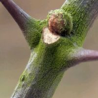 山椒,山椒の実,サンショウ,サンショウ,サンショウの冬芽・葉痕の画像