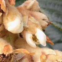 ビワ,せんだい農業園芸センター,木曜モフモフ,ほんわか♥️ほんのり,花咲く乙女たち♡の画像