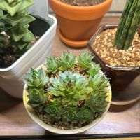 レディ,多肉植物,子株,リビング,見切り品救出の画像