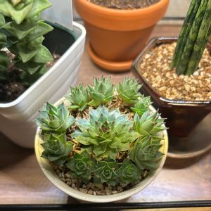 レディ,多肉植物,子株,リビング,見切り品救出の画像