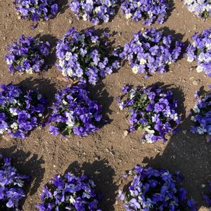 コブシ,花のある暮らし,今を生きる,チーム千葉✿︎,オジさん顔ビオラ・パンジーの画像