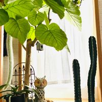 ウンベラータ,ソラナム パンプキン,南天の実,フクロウ祭,ほしつながりの画像