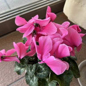 シクラメン,花が好き,無農薬❤家庭菜園,出かけ先,野菜が好きの画像